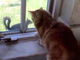 うずうず……窓の外のリスさんを捕まえたい猫ちゃん