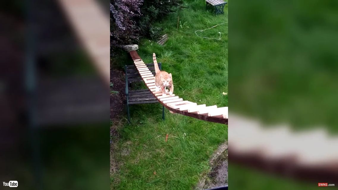 大家さんに猫用ドアの設置を禁止された飼い主が 猫用ハシゴ を自作 これで自由に出入りできるニャン ねとらぼ