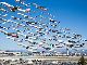 なにこれかっこいい！　米国写真家が手掛けた"渡り鳥のように航空機が一斉に飛んでいる写真"が秀逸