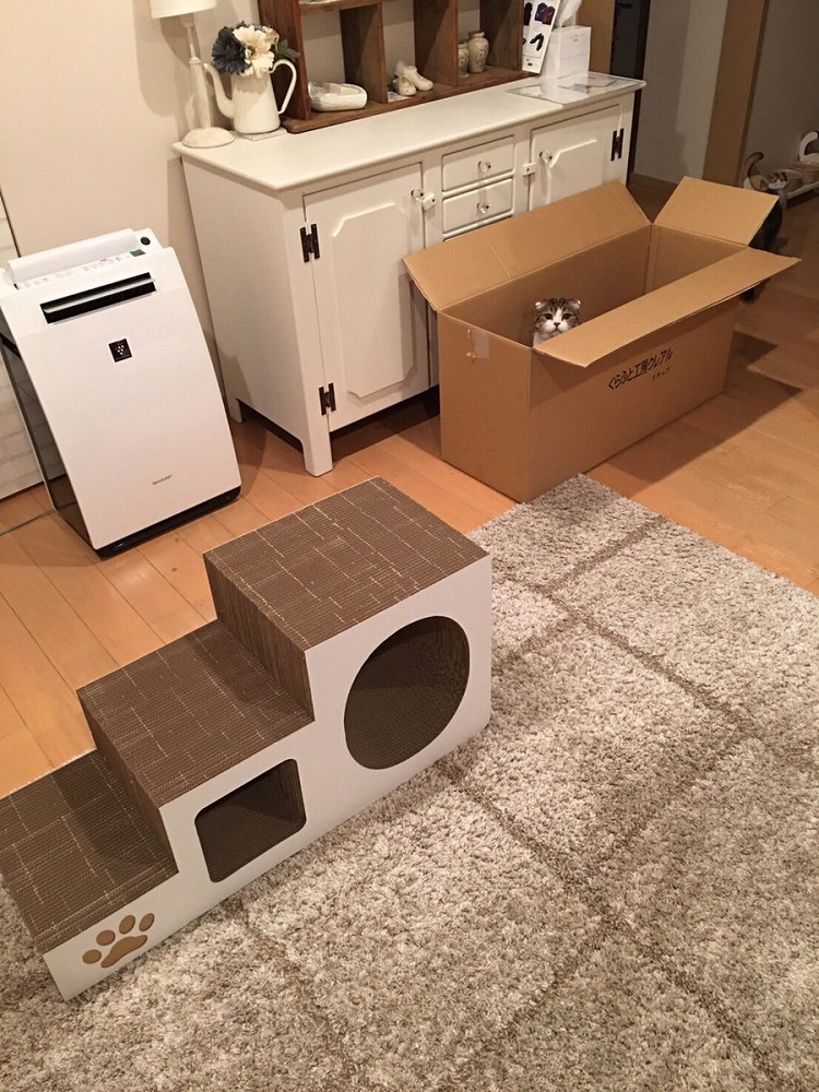 大きな箱をありがとう 猫用トンネルをスルーし段ボールに入る猫の天然ボケがかわいい ねとらぼ