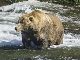 「太ったクマさん選挙」、米国立公園で開催　推定体重453キロのヒグマが貫禄の優勝