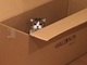 「大きな箱をありがとう」　猫用トンネルをスルーし段ボールに入る猫の天然ボケがかわいい