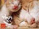 猫好きさんに送りたい！　岩合光昭さんのネコ写真が年賀はがきになって登場！