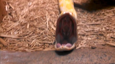 ニシキヘビのあくび
