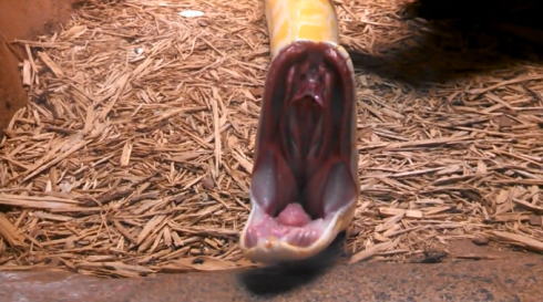 ニシキヘビのあくび