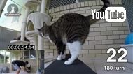 1分間に最も多く芸ができるギネス猫が自己記録を更新
