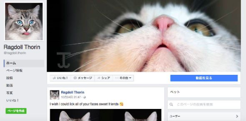 舌が長い猫のFacebook