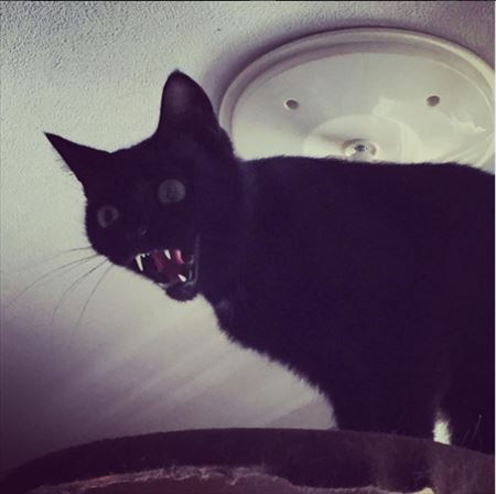 Instagramは基本 シャーッ 画像 3年一緒にいる人にも触らせない保護ネコ キョロちゃん のひたすら威嚇する姿に悶絶 ねとらぼ