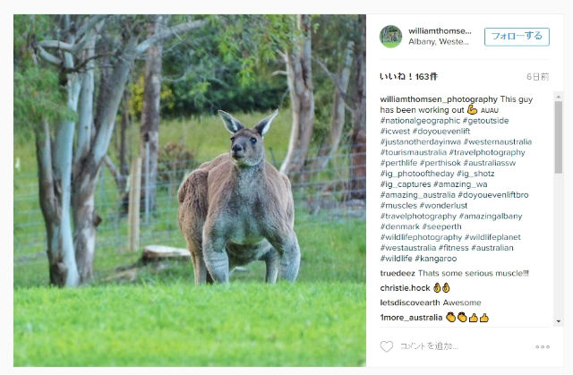 オーストラリアで撮影されたカンガルーがムキムキで威圧感ハンパない ねとらぼ