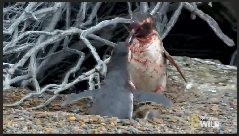妻を取り戻すために戦うオスペンギンの姿に涙 ナショナルジオグラフィックの動画が話題に ねとらぼ