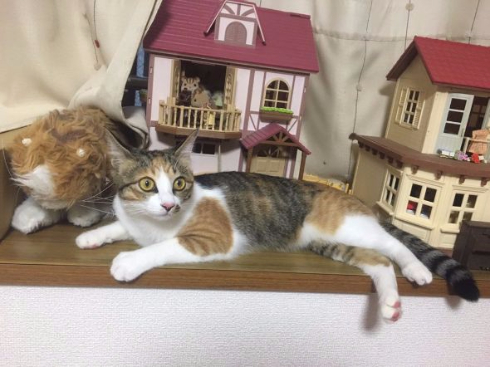 家の中に巨猫が侵入 シルバニアファミリーと暮らす猫ちゃんがかわいい ねとらぼ