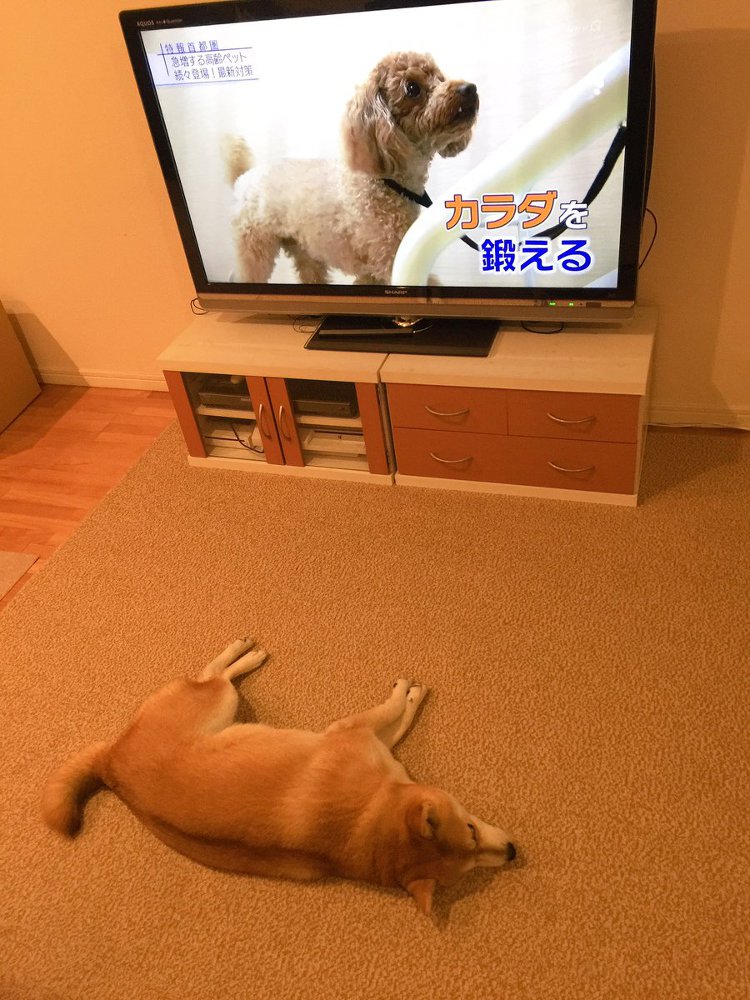 カラダを鍛える テレビを見ながら横になってだらり 素晴らしいほどやる気の感じられない柴犬 ねとらぼ