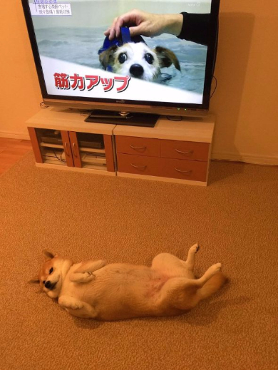 柴犬 やる気 ない ゆう 鍛える テレビ