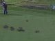 ゴルフ大会中にマングースの群れが乱入　ボールには触れない紳士ぶりを見せつける