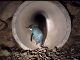 ニュージーランドにペンギン専用のトンネルが完成！　ヨチヨチ歩く動画がかわいすぎる