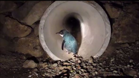 ペンギン用のトンネル