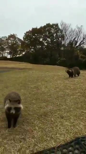 和歌山のゴルフ場でタヌキが大量発生 我が物顔でコースをお散歩 ねとらぼ