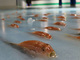 5000匹の魚を氷漬けに　炎上していたスペースワールドの「氷の水族館」企画中止が決定　パーク側が謝罪