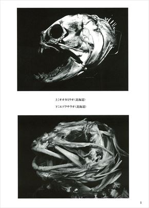 ぞわり 魚の骨格標本を集めた写真集 魚骨 Uo Bone のリアルさに思わず鳥肌 司書メイドの同人誌レビューノート ねとらぼ