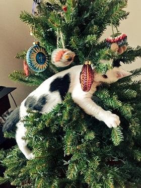 よじよじ バキバキ やめてぇぇええ 涙 クリスマスツリーによじ登る猫がかわいい ねとらぼ