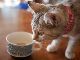 小さな命を守りたい！　兵庫県赤穂市の「保護猫カフェ」が開業資金をクラウドファンディング中