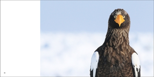 鳥さんの視線を独り占め 鳥の正面顔 だけを集めた写真集が鳥クラスタの心を刺激しそう ねとらぼ