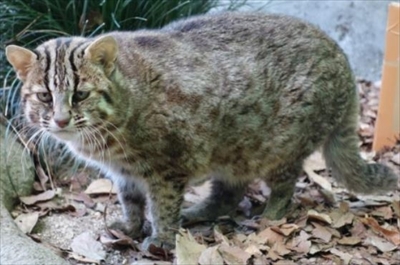 横浜と名古屋のツシマヤマネコがお互いの園にお引越し 新しい家族の誕生を目指して ねとらぼ