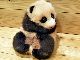 名前は「結浜（ゆいひん）」　和歌山アドベンチャーワールドのパンダの赤ちゃん