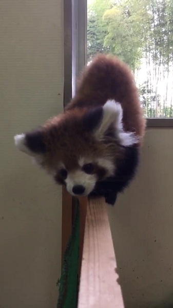 モフきゃわとはこのこと ただ癒されたいだけなんだ って人に処方したいレッサーパンダのよちよち動画 ねとらぼ