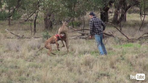 カンガルーのヘッドロックが決まりすぎてる 犬を助けようとカンガルーに立ち向かった人の動画が話題に ねとらぼ