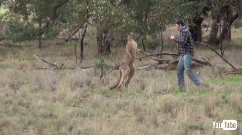 カンガルー 犬 救出 イノシシ狩り オーストラリア ヘッドロック パンチ