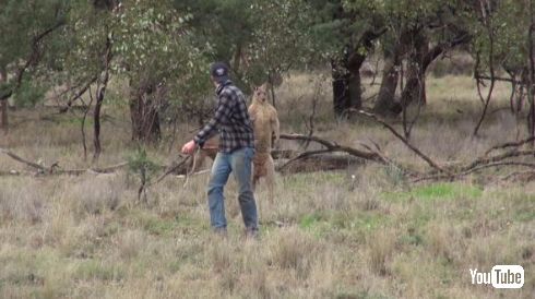 カンガルー 犬 救出 イノシシ狩り オーストラリア ヘッドロック パンチ