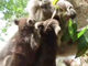 赤ちゃんコアラが顔にべったり　2匹の子どもを抱えたママコアラが大変そう