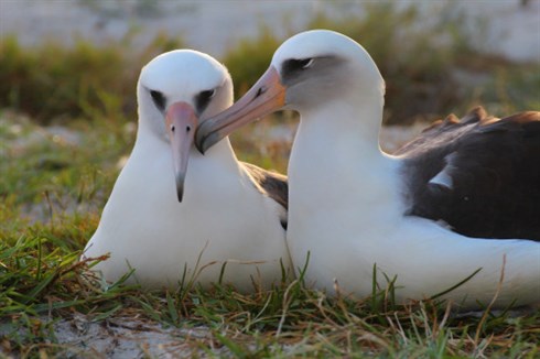 ミッドウェー環礁で世界最年長の海鳥が産卵