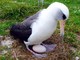 ミッドウェーで世界最年長の海鳥が産卵　少なくとも66歳