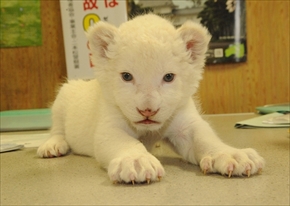 東北サファリ・ホワイトライオンの赤ちゃん