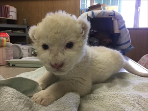 東北サファリ・ホワイトライオンの赤ちゃん