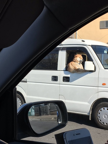 ようねえちゃん 調子はどう 運転席にいるわんこがぐうイケ犬すぎた ねとらぼ