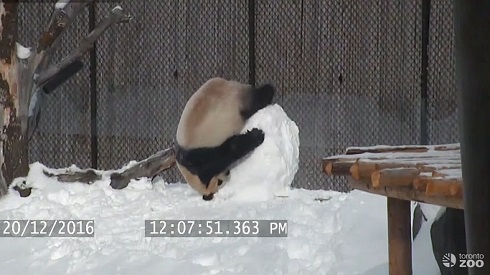 雪だるまとパンダ
