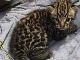 絶滅危惧種のネコ科動物「オセロット」の巣が20年ぶりに発見される　かわいい赤ちゃんの姿も