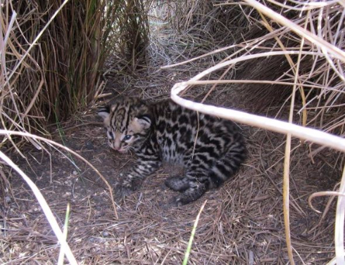 絶滅危惧種のネコ科動物 オセロット の巣が年ぶりに発見される かわいい赤ちゃんの姿も ねとらぼ