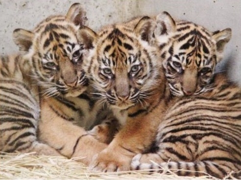 もふもふ 3 よこはまズーラシアのスマトラトラの三つ子ちゃん 1月14日より一般公開 ねとらぼ