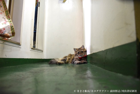 Twitterで人気の 猫船長 カンパチちゃんの写真集が出版決定 あの うどんをひっくり返して懲罰中 写真ももちろん収録 ねとらぼ