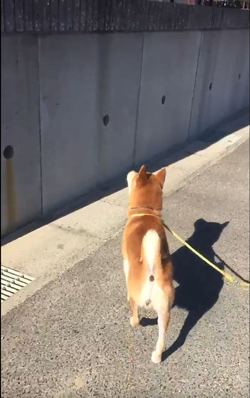 柴犬さんが渾身ジャンプで新年のごあいさつ 塀にしがみつきながらご近所ワンコに あけおめ ねとらぼ