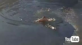 ロシア 公園 池 凍る 犬 救助 飛び込み