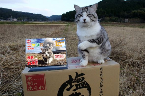 素晴らしいほどのキメ顔を披露 日本各地を旅する猫 ニャン吉 の写真集が1月に発売 ねとらぼ