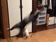保護から数カ月……　先住猫が引くぐらい元気になった猫さんが写真に収められないスピードで飛び回り話題に
