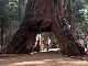 米カリフォルニア州、車が下を通れる「トンネルツリー」が暴風雨で倒壊　樹齢は1000年超とも