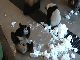 雪に夢中なパンダと一緒に遊びたいパンダ　手を変え品を変えのアピール作戦がかわいい