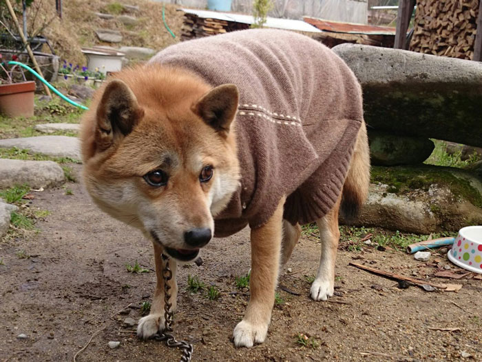初めて犬にセーター着せたところ 想像以上に嫌そうな表情をされて飼い主謝りまくる ねとらぼ